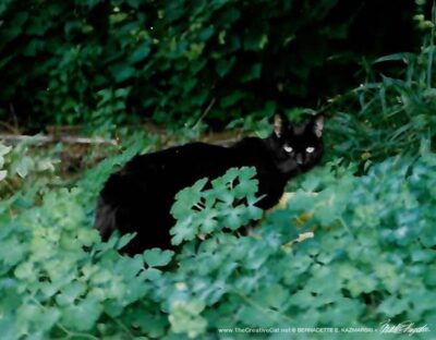 Kublai among the columbines.
